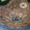 TARANTULA